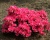 Азалия японская "Рубинетта"