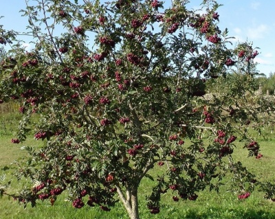 Рябина Сладкоплодная "Бурка"