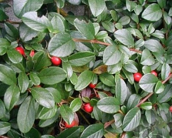 Кизильник Даммера "Майор"