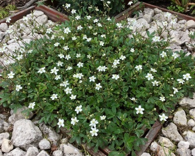 Лапчатка трехзубчатая "Нук"