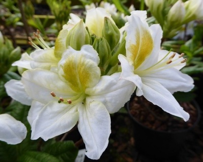 Азалия крупноцветковая "Персил"