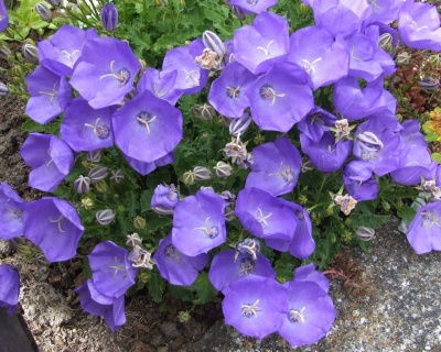 Колокольчик карпатский "Блю Клипс"