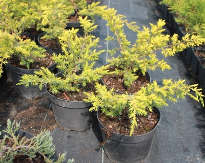 Можжевельник обыкновенный "Депресса Ауреа"