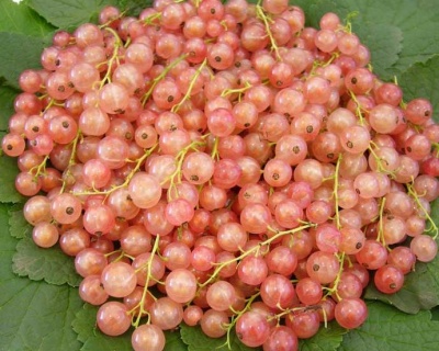 Смородина розовая "Прыгажуня"