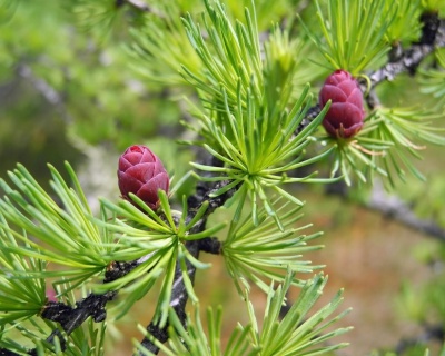 Лиственница Европейская