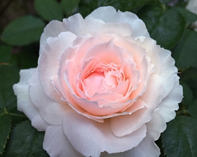 Пионовидная Роза «Миранда»