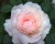 Пионовидная Роза «Миранда»