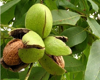 Грецкий орех "Самохваловичи-2"