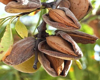 Миндаль "Амаретто"