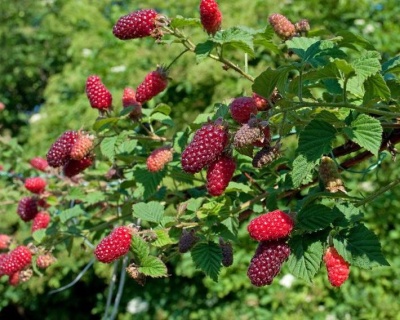 Ежемалина "Тайберри"