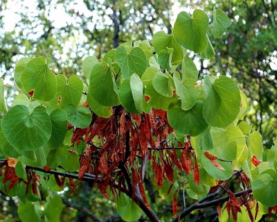 Церцис европейский