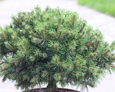 Сосна горная "Лилипут"