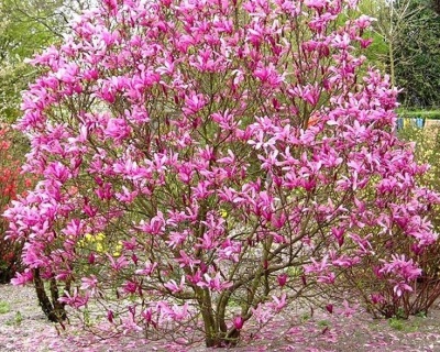 Магнолия "Сьюзан"