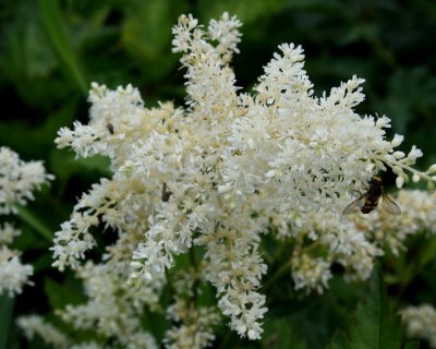 Астильба Арендса "Иррлихт"