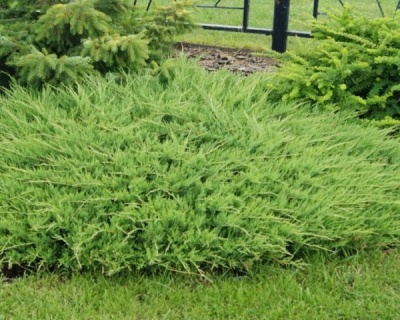 Можжевельник казацкий "Аркадия"