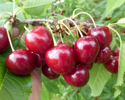 Вишня колоновидная "Малютка"