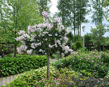 Сирень обыкновенная "Красавица Москвы" (штамбовая форма)
