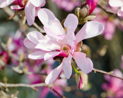 Магнолия "Леонард Мессель"