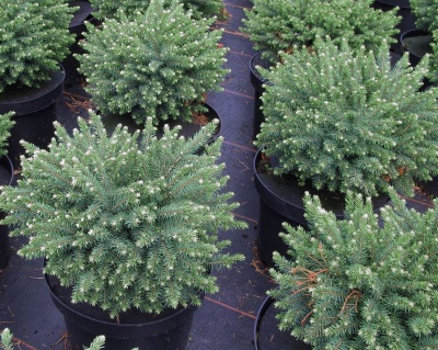 Ель колючая "Вальдбрун"