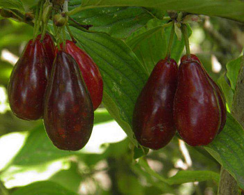 Кизил "Гренадер"