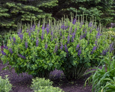Баптизия «Блюберри Сандей»