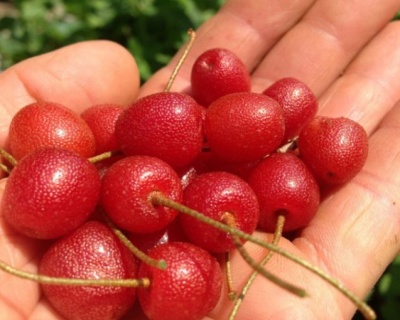 Гуми "Сахалинский"