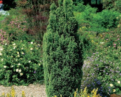 Кипарисовик Лавсона "Элвуди"