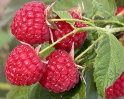 Малина "Метеор"