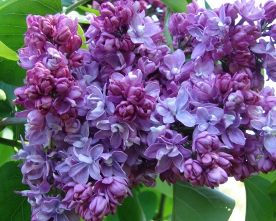 Сирень "Профессор Хозер"