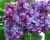 Сирень "Профессор Хозер"