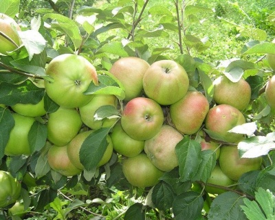 Яблоня "Вербное"