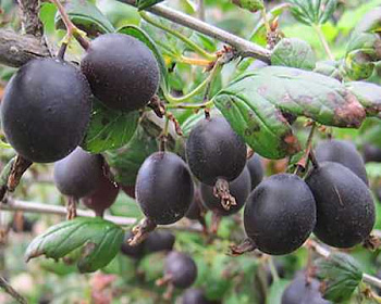 Крыжовник "Черномор"