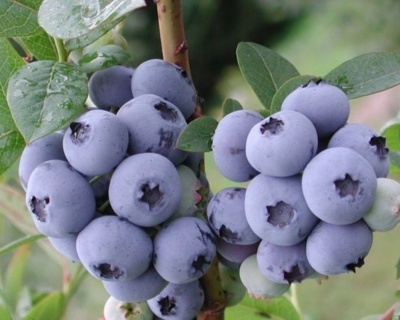 Голубика "Блюкроп" (Блю кроп)