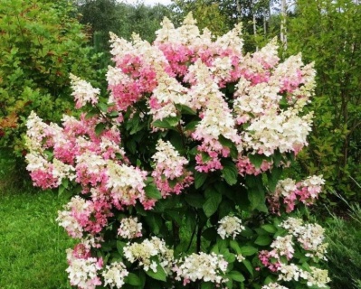Гортензия метельчатая "Конфетти" (Confetti)