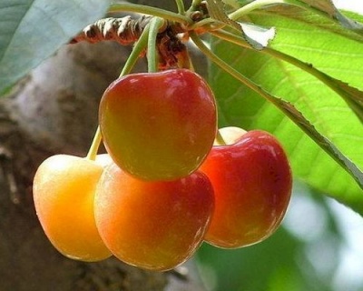 Черешня "Северная"