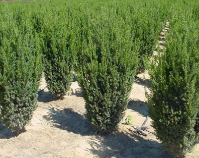 Тис средний "Хилли"