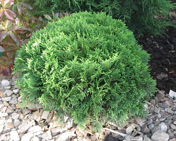 Туя западная "Даника"