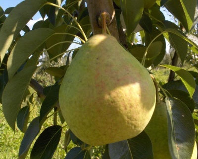 Груша "Сладкая из Млиева"