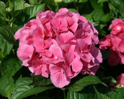 Гортензия крупнолистная "Сибилла" (Sibilla)