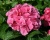 Гортензия крупнолистная "Сибилла" (Sibilla)