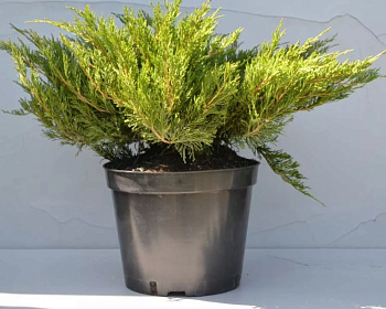 Можжевельник средний "Пфитцериана Компакта"