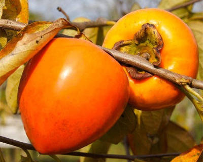 Хурма "Бычье сердце"