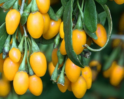 Ягода Годжи "Свит Амбер"