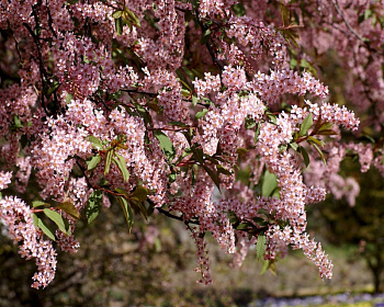 Черемуха "Нежность"