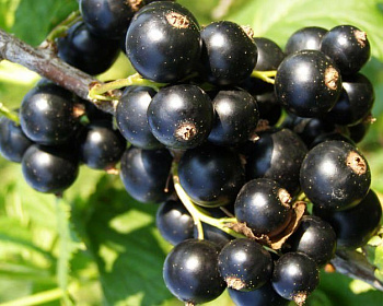 Смородина "Багира"