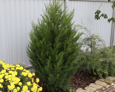 Можжевельник Китайский "Спартан"