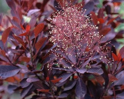 Скумпия "Вельвет Клок" (Velvet Cloak)