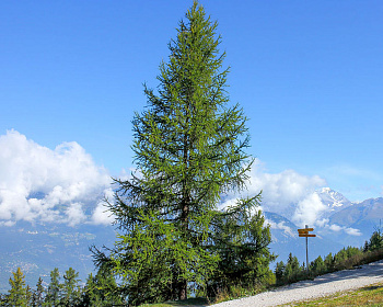 Лиственница Европейская