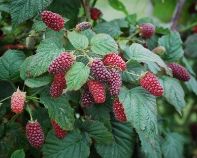 Ежемалина "Тайберри"