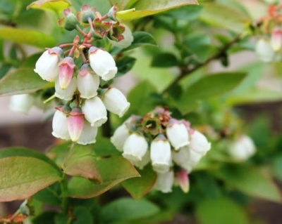 Голубика "Бонус (Bonus)"